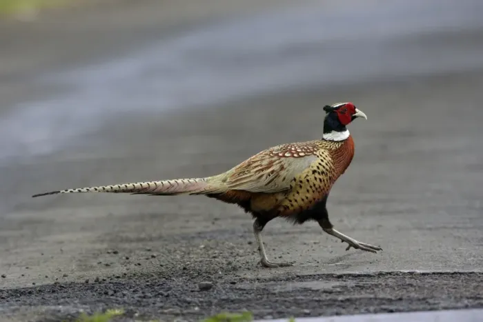 Framed Print : Pheasant-male crossing road, Northumberland UK
