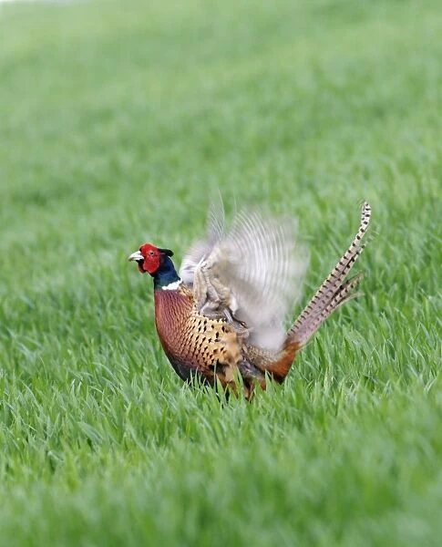 Pheasant Male display calling Bedfordshire, UK