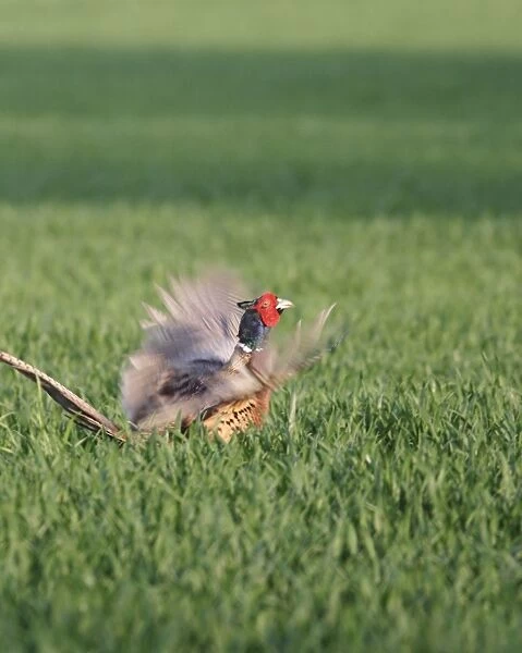 Pheasant Male display calling Bedfordshire, UK