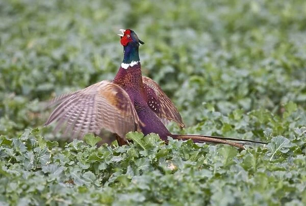 Pheasant - male displaying in rape field - Oxon - UK - March