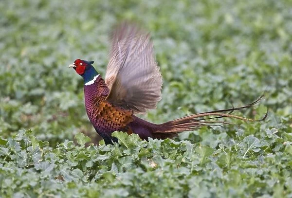 Pheasant - male displaying in rape field - Oxon - UK - March