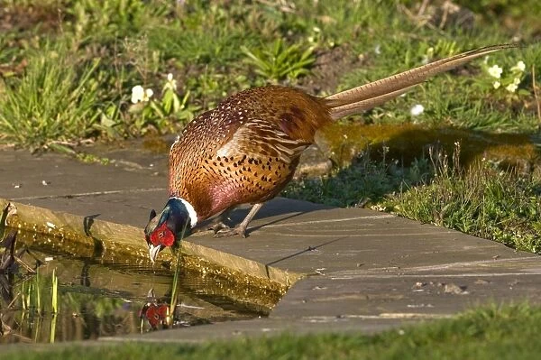 Pheasant - male drinking at garden pond - Lincolnshire - UK