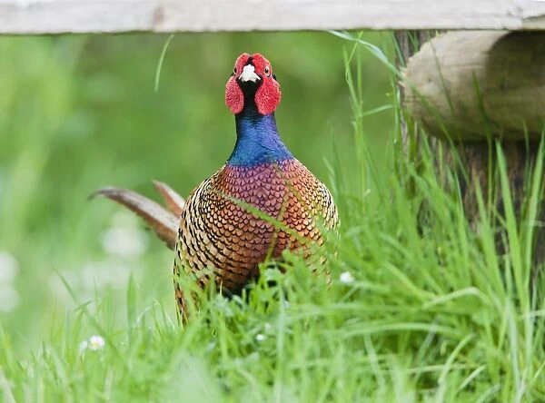 Pheasant - male in meadow - Bedfordshire UK 11633