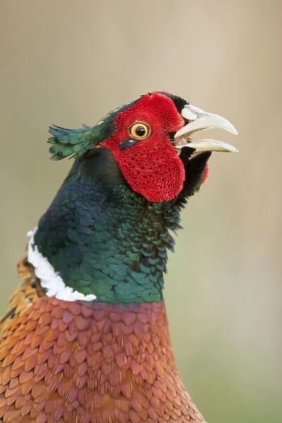 Pheasant Male Norfolk UK