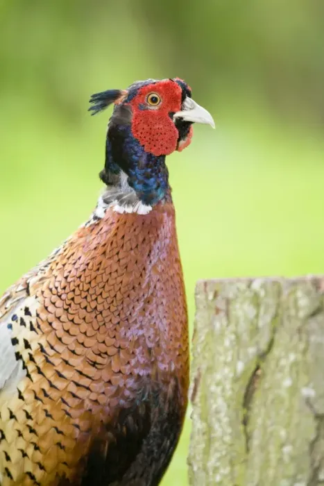 Framed Print : Pheasant Male Norfolk UK Framed Print : Pheasant Male Norfolk UK