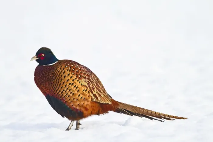 Framed Print : Pheasant - male in snow 8741 Framed Print : Pheasant - male in snow 8741