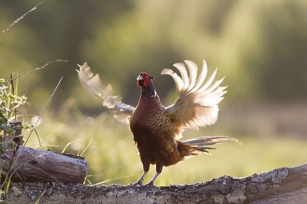 Pheasant - male territorial displaying Norfolk UK