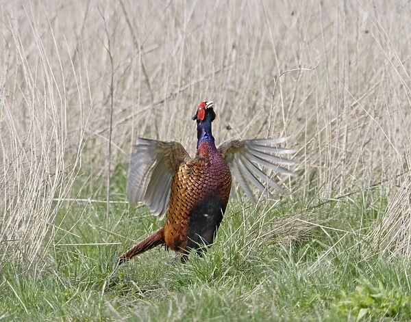 Pheasant - male wing flap displaying - Bedfordshire - UK 007195