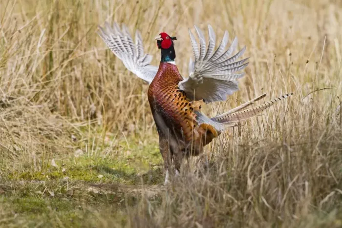 Framed Print : Pheasant - male wing flapping display in meadow - Bedfordshire UK 11481 Framed Print : Pheasant - male wing flapping display in meadow - Bedfordshire UK 11481