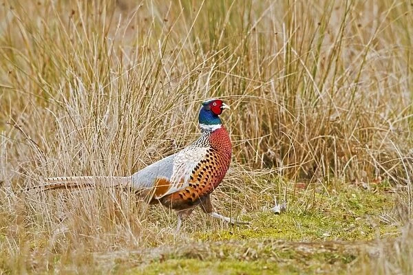 Pheasant - ring necked male in meadow - Bedfordshire UK 11406