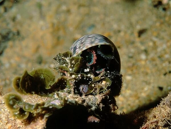 Pheasant Shell, Phasianella australis, a common gastropod found in shallow waters, Edithburgh, South Australia, Australia, Southern Ocean