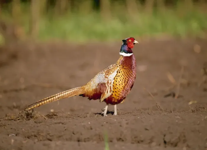 Framed Print : Pheasant SM 313 Phasianus colchicus © Stefan Meyers / ARDEA LONDON Framed Print : Pheasant SM 313 Phasianus colchicus © Stefan Meyers / ARDEA LONDON