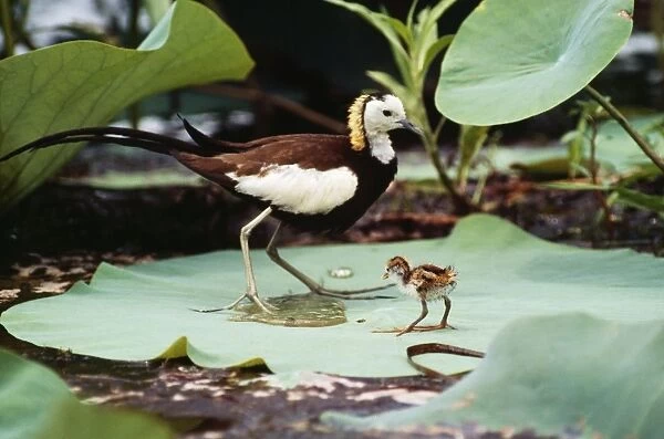 Pheasant-tailed Jacana  /  Lotus Bird  /  Lily Trotter - male with hours old chick - Sri Lanka