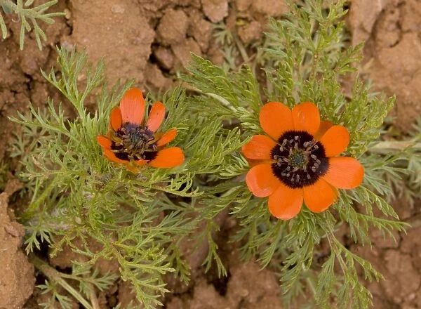 A Pheasant's Eye Adonis aestivalis, in ploughed field, Morocco