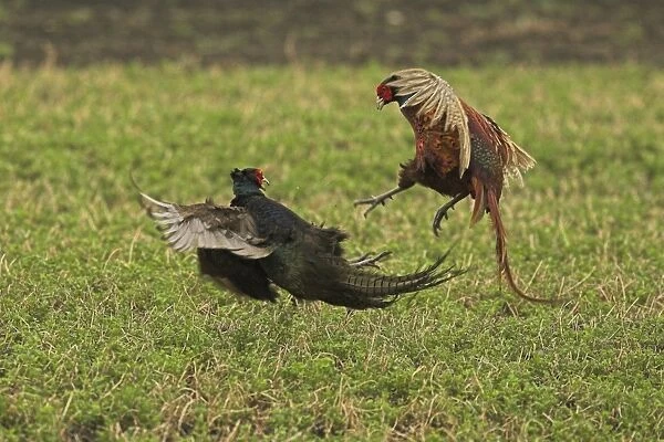 Pheasants - fighting