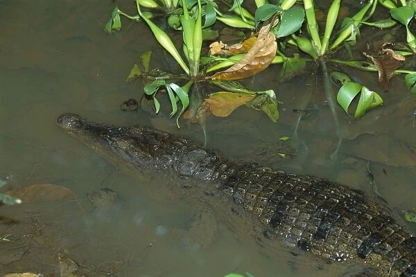 Philippine Crocodile - Emerging from water - Philippines JPF38098