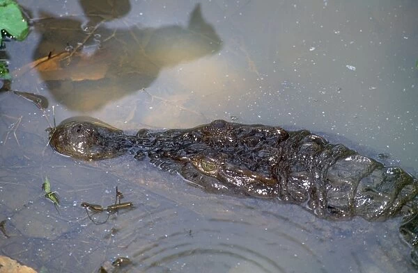 Philippine Crocodile - endangered