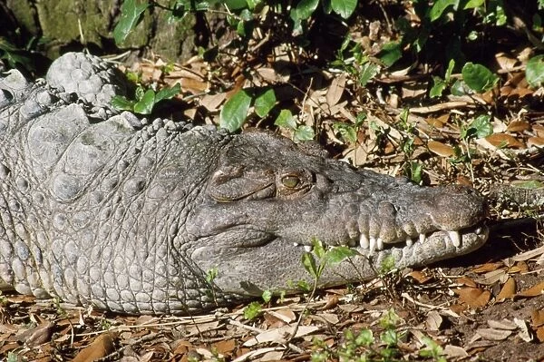 Philippine Crocodile - endangered - Philippine Island