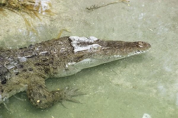 Philippine Crocodile - Philippine Islands