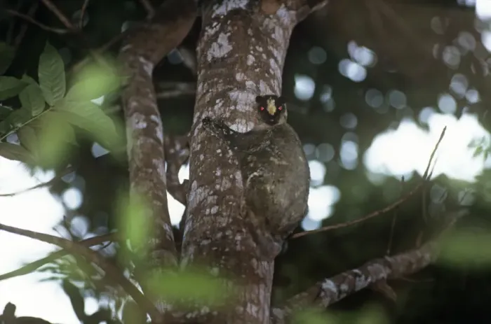 Framed Print : Philippine flying lemur Philippines Framed Print : Philippine flying lemur Philippines