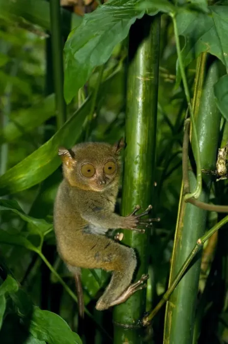 Framed Print : Philippine Tarsier, adult, moves swiftly in dense secondary tropical rainforest (bamboo undergrowth) in early morning, Bohol, Philippines. February Ph41. 0497 Framed Print : Philippine Tarsier, adult, moves swiftly in dense secondary tropical rainforest (bamboo undergrowth) in early morning, Bohol, Philippines. February Ph41. 0497