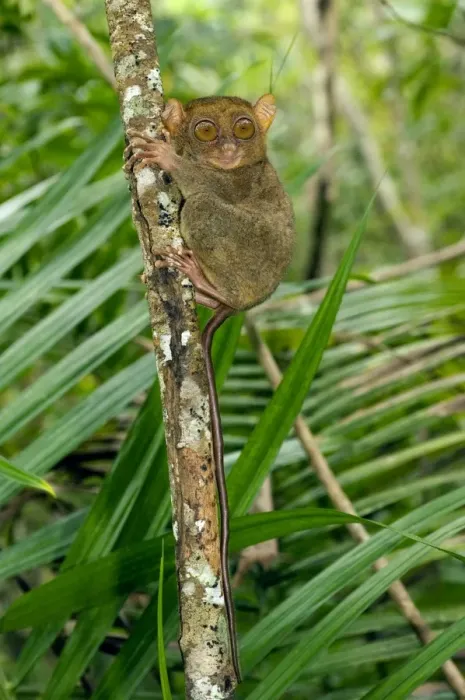 Framed Print : Philippine Tarsier, adult, rests during day on his perching site in a dense secondary tropical rainforest near PTFI (Philippine Tarsier Foundation Incorporated) Tarsier Research and Development Centre in Corella, Bohol Framed Print : Philippine Tarsier, adult, rests during day on his perching site in a dense secondary tropical rainforest near PTFI (Philippine Tarsier Foundation Incorporated) Tarsier Research and Development Centre in Corella, Bohol