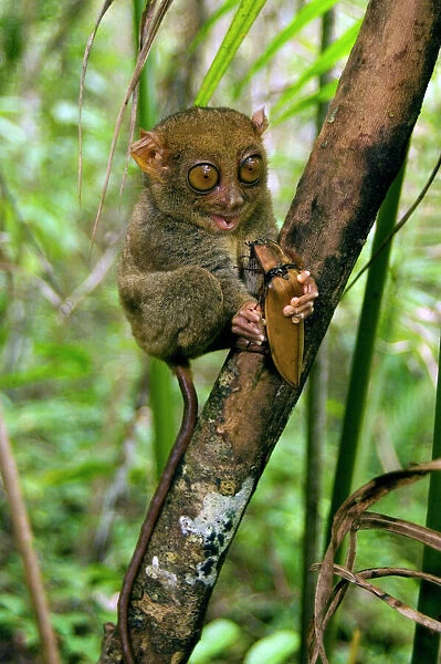 Philippine Tarsier, adult, about to eat a Giant Malaysian Click Beetle, one of its favourite preys, in dense secondary tropical rainforest near PTFI (Philippine Tarsier Foundation Incorporated)