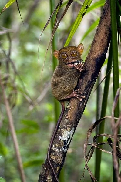 Philippine Tarsier, adult, eats a large horned beetle, one of its favourite prey's, in dense secondary tropical rainforest near PTFI (Philippine Tarsier Foundation Incorporated) Tarsier Research and Development Centre in Corella, Bohol