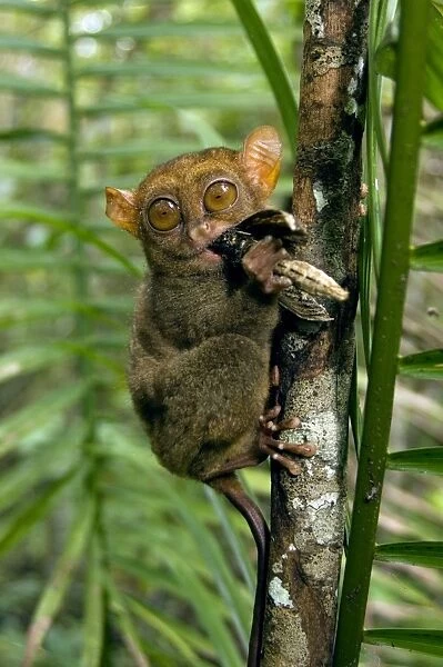 Philippine Tarsier, adult, face covered in hair of a large moth it is eating, (the moth's abdomen is in the hand) in a dense secondary tropical rainforest near PTFI (Philippine Tarsier Foundation Incorporated)