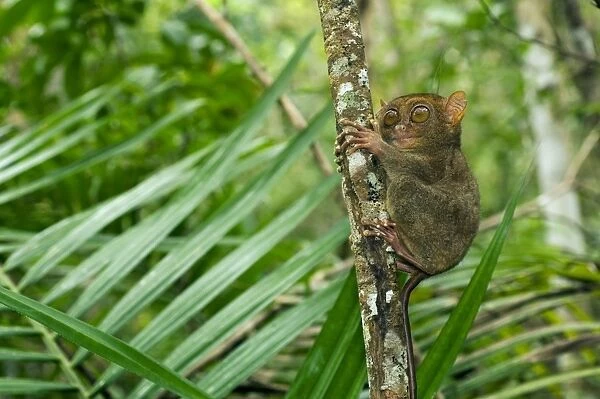 Philippine Tarsier, adult, hides during day on his 'perching site' in a dense secondary tropical rainforest near PTFI (Philippine Tarsier Foundation Incorporated) Tarsier Research and Development Centre in Corella, Bohol