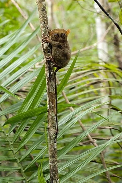 Philippine Tarsier, adult, hides during day on his 'perching site' (roughly the same place where it returns everyday after major night feeding) in a dense secondary tropical rainforest near PTFI (Philippine Tarsier Foundation Incorporated)