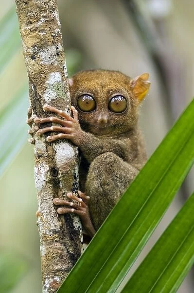 Philippine Tarsier, adult, looks cautiously locating a source of sounds of approaching intruder from his 'perching site' (roughly the same place where it returns everyday after major night feeding)