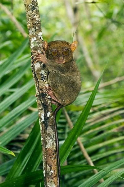 Philippine Tarsier, adult, rests during day on his 'perching site' in a dense secondary tropical rainforest near PTFI (Philippine Tarsier Foundation Incorporated) Tarsier Research and Development Centre in Corella, Bohol