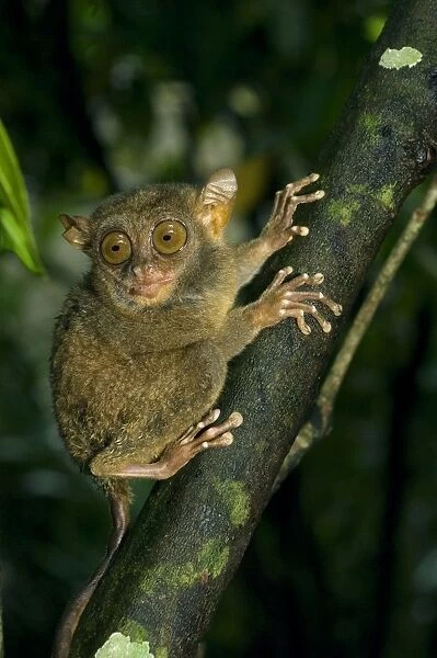 Philippine Tarsier, adult, searches for its 'perching site' in dense secondary tropical rainforest (bamboo undergrowth), still having an insect remains stuck in its mouth, Bohol, Philippines. February Ph41. 0506