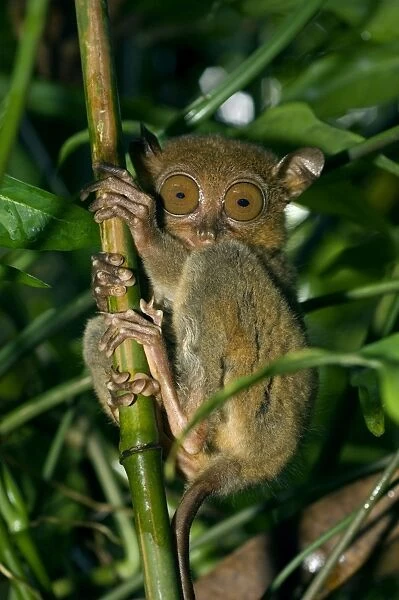 Philippine Tarsier, adult, typically hides in dense secondary tropical rainforest (bamboo undergrowth), Bohol, Philippines. February Ph41. 0507