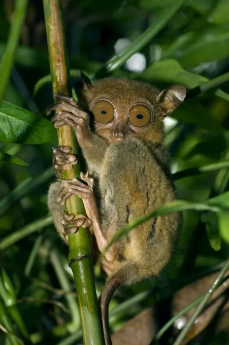 Framed Print : Philippine Tarsier, adult, typically hides in dense secondary tropical rainforest (bamboo undergrowth), Bohol, Philippines. February Ph41. 0507 Framed Print : Philippine Tarsier, adult, typically hides in dense secondary tropical rainforest (bamboo undergrowth), Bohol, Philippines. February Ph41. 0507