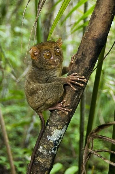 Philippine Tarsier, adult, typically observes surroundings from a 'perching site' during day's rest, dense secondary tropical rainforest near PTFI (Philippine Tarsier Foundation Incorporated)