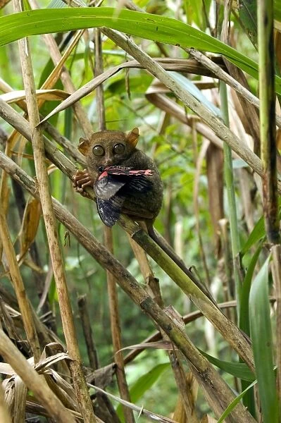 Philippine Tarsier with a butterfly, in bamboo undergrowth of a dense secondary tropical rainforest near PTFI (Philippine Tarsier Foundation Incorporated) Tarsier Research and Development Centre in Corella, Bohol, Philippines; typical