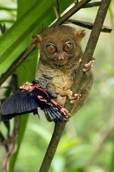 Philippine Tarsier with a butterfly, in undergrowth of a dense secondary tropical rainforest near PTFI (Philippine Tarsier Foundation Incorporated) Tarsier Research and Development Centre in Corella, Bohol, Philippines; typical