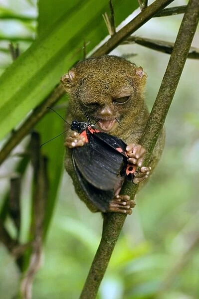 Philippine Tarsier eating a butterfly, undergrowth of a dense secondary tropical rainforest near PTFI (Philippine Tarsier Foundation Incorporated) Tarsier Research and Development Centre in Corella, Bohol, Philippines; typical