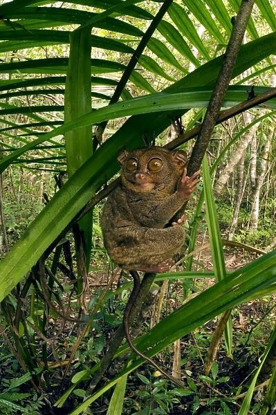 Philippine Tarsier hides and rests during daytime on his 'perching site' (usually just 3-4 feet above the ground) in a typical habitat of undergrowth in a dense secondary tropical rainforest near PTFI