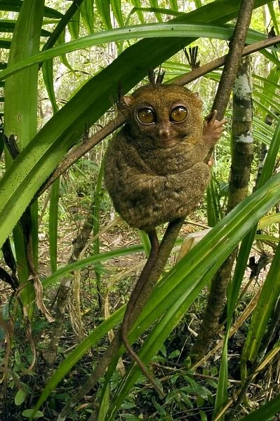 Philippine Tarsier hides and rests during daytime on his 'perching site' (usually just 3-4 feet above the ground) in a typical habitat of undergrowth in a dense secondary tropical rainforest near PTFI