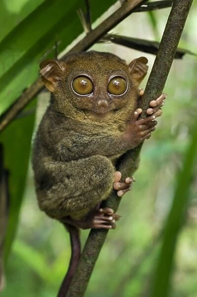 Philippine Tarsier hides and rests during daytime on his 'perching site' in a typical habitat of undergrowth in a dense secondary tropical rainforest near PTFI (Philippine Tarsier Foundation Incorporated)
