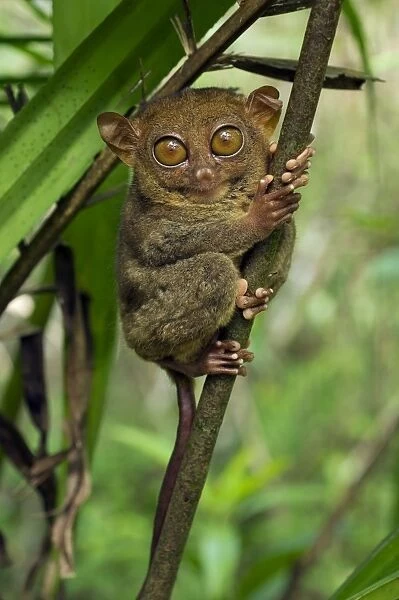 Philippine Tarsier hides and rests during daytime on his 'perching site' in a typical habitat of undergrowth in a dense secondary tropical rainforest near PTFI (Philippine Tarsier Foundation Incorporated)