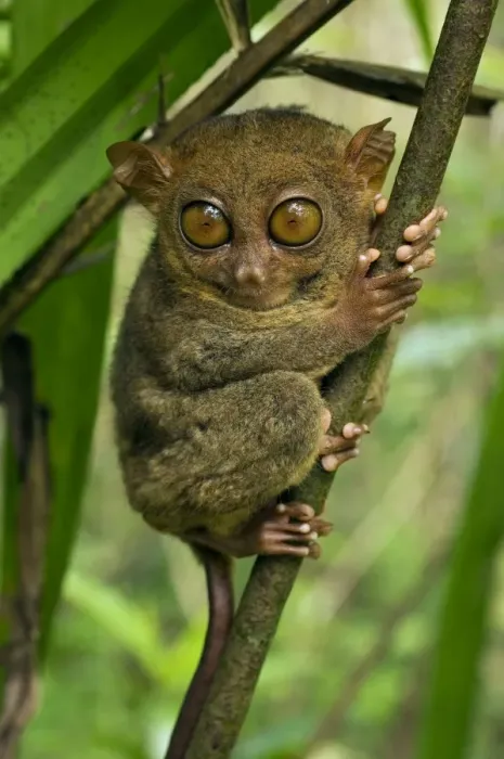 Framed Print : Philippine Tarsier hides and rests during daytime on his perching site in a typical habitat of undergrowth in a dense secondary tropical rainforest near PTFI (Philippine Tarsier Foundation Incorporated) Framed Print : Philippine Tarsier hides and rests during daytime on his perching site in a typical habitat of undergrowth in a dense secondary tropical rainforest near PTFI (Philippine Tarsier Foundation Incorporated)