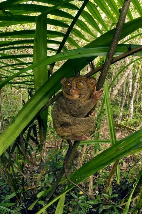 Framed Print : Philippine Tarsier hides and rests during daytime on his perching site (usually just 3-4 feet above the ground) in a typical habitat of undergrowth in a dense secondary tropical rainforest near PTFI Framed Print : Philippine Tarsier hides and rests during daytime on his perching site (usually just 3-4 feet above the ground) in a typical habitat of undergrowth in a dense secondary tropical rainforest near PTFI