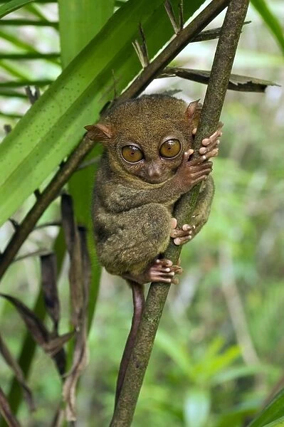 Philippine Tarsier hides and rests during daytime in a typical habitat of undergrowth in a dense secondary tropical rainforest near PTFI (Philippine Tarsier Foundation Incorporated) Tarsier Research and Development Centre in Corella, Bohol