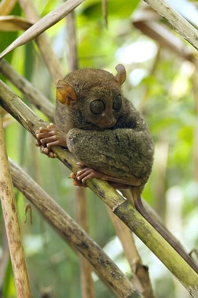 Philippine Tarsier rests during a day in bamboo undergrowth of a dense secondary tropical rainforest near PTFI (Philippine Tarsier Foundation Incorporated) Tarsier Research and Development Centre in Corella, Bohol, Philippines; typical