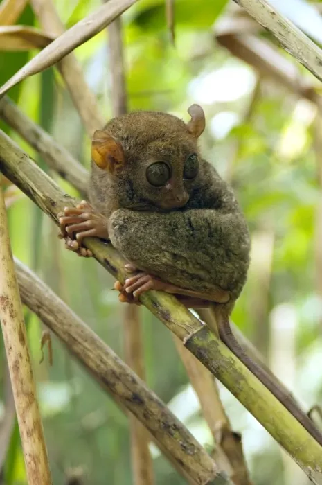 Framed Print : Philippine Tarsier rests during a day in bamboo undergrowth of a dense secondary tropical rainforest near PTFI (Philippine Tarsier Foundation Incorporated) Tarsier Research and Development Centre in Corella, Bohol, Philippines; typical Framed Print : Philippine Tarsier rests during a day in bamboo undergrowth of a dense secondary tropical rainforest near PTFI (Philippine Tarsier Foundation Incorporated) Tarsier Research and Development Centre in Corella, Bohol, Philippines; typical