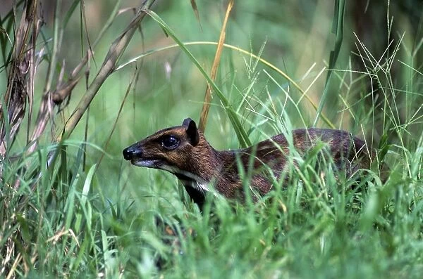 Philippines Mouse Deer